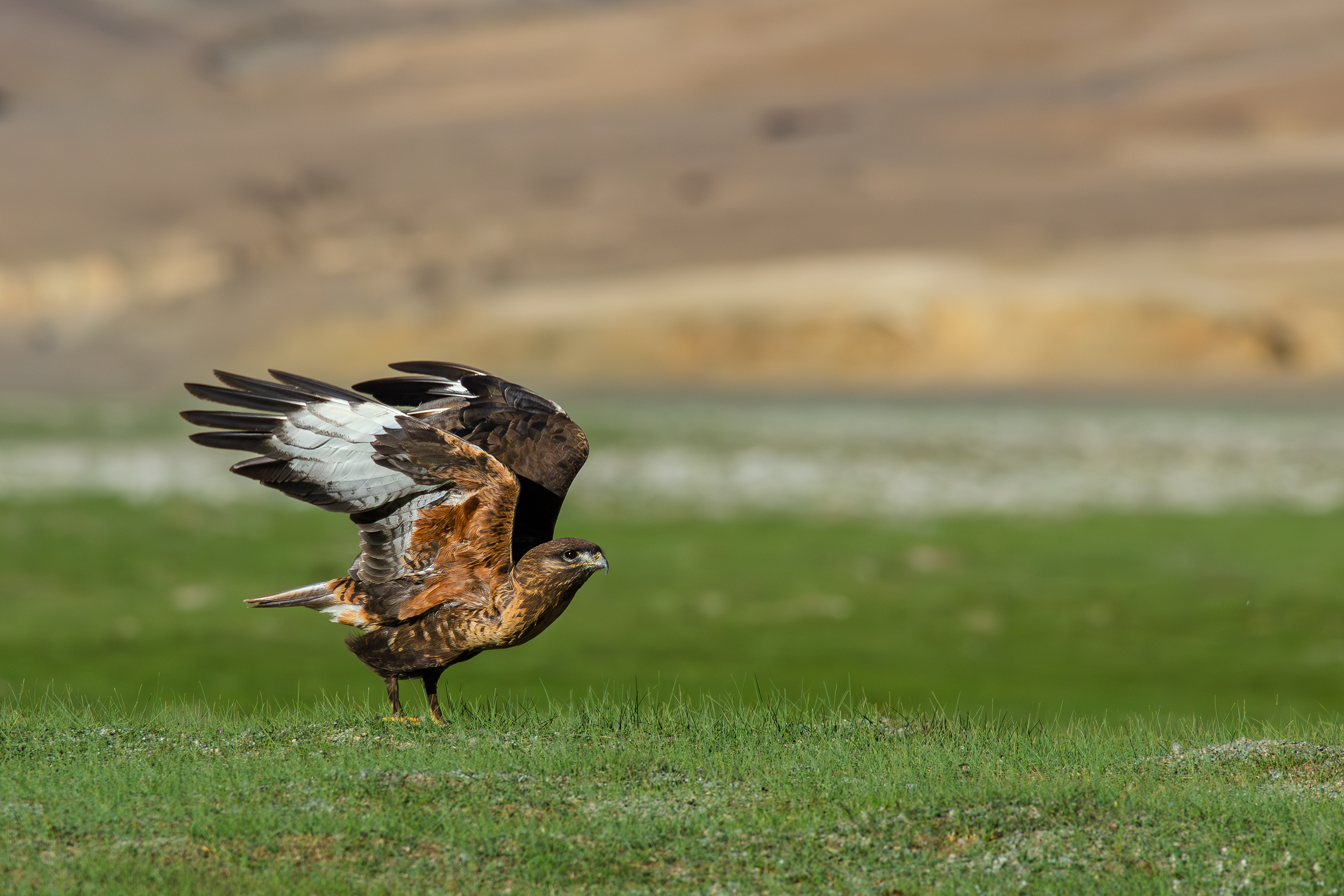 AdobeStock_1923390339